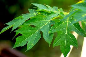 daun pepaya